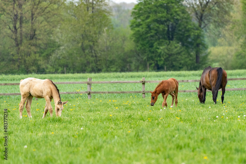 Pferde auf der Weide  © Brüsertiv
