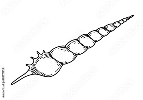 Vector Seashell. Hand drawn illustration of Sea Shell for icon or logo. Sketch of Conch in line art style. Black and white colors