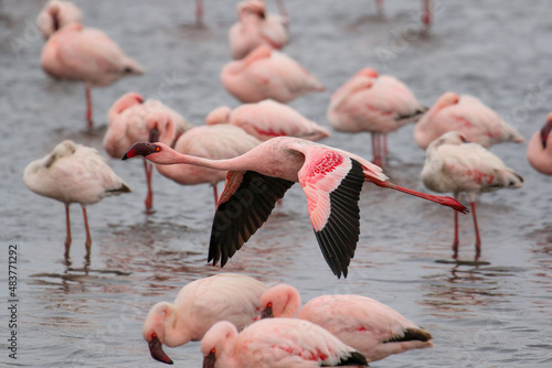 Lesser flamingo in flight, Walvis Bay, Namibia