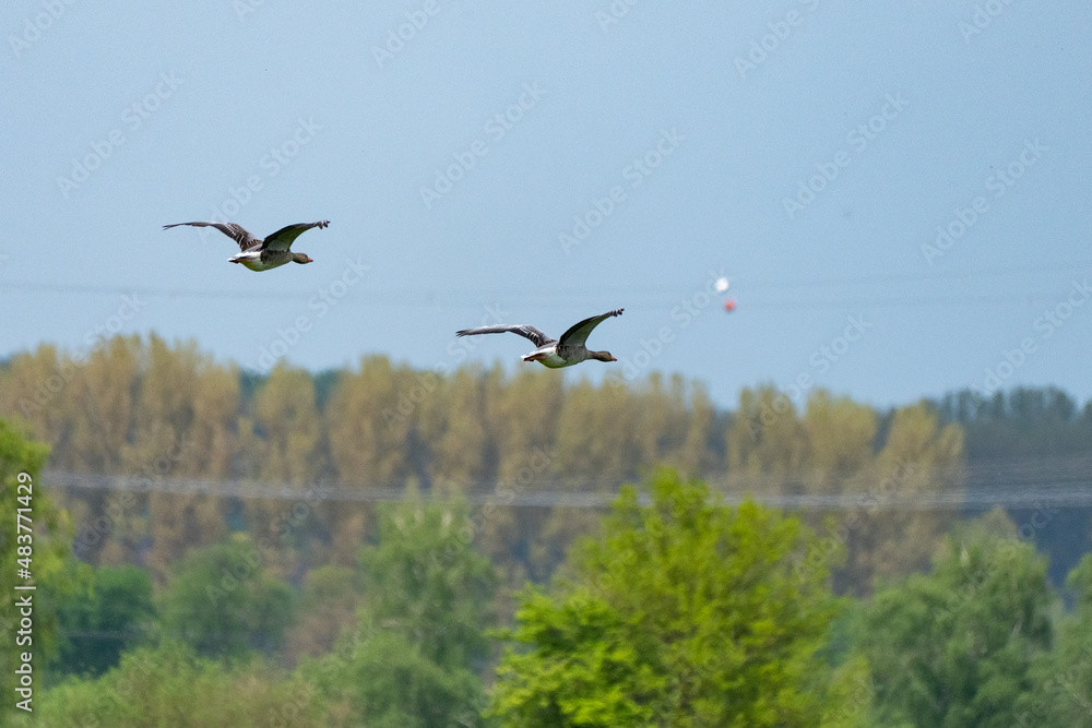 Fototapeta premium Enten im Flug