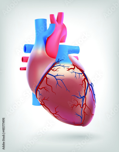 The illustration shows the arteries of the human heart, used in medicine and education.