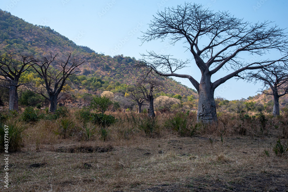 Fototapeta premium Tree