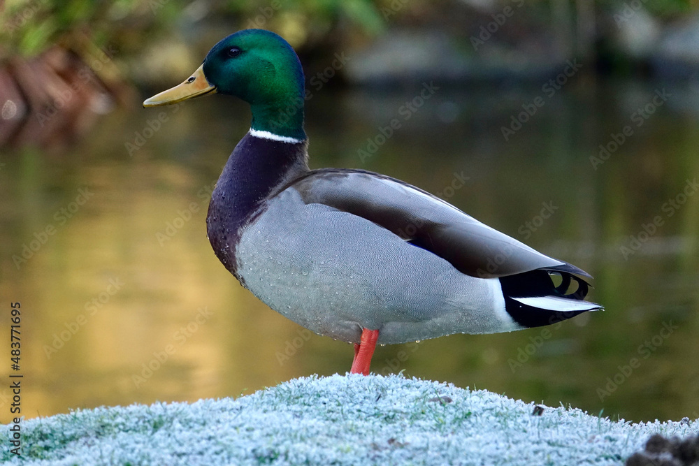 Fototapeta premium Canard près d'un plan d'eau et givre