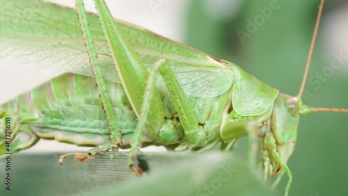 Insect Macro Big eye of grasshopper stirring its jaws