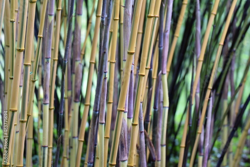 Bambous zen - ambiance avec chaumes jaunes et verts - type phyllostachys spectabilis 