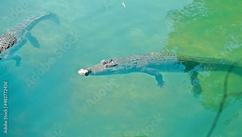Wild African alligators float in the water, plunging to the bottom of the river
