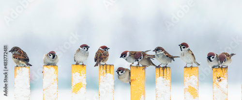 Canvas-taulu panoramic photo with many small funny birds sparrows sitting on the fence in win