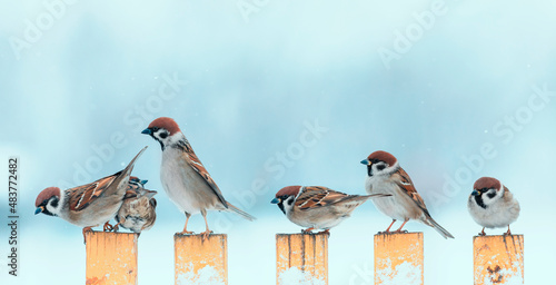 flock of small funny birds sparrows sitting on the fence in winter garden in ...