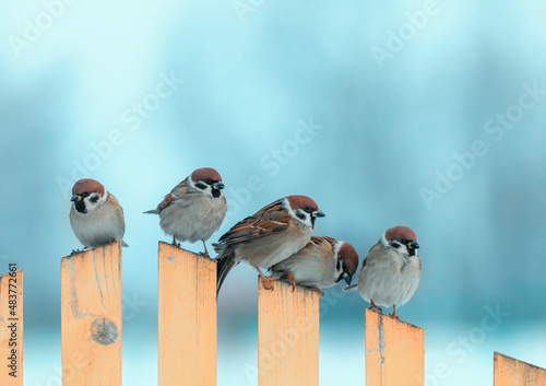 little funny birds sparrows sitting on the fence in the winter garden in the ...