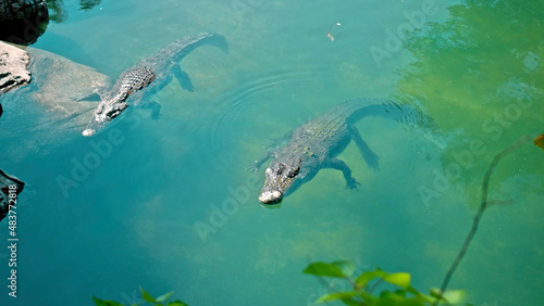 Wild African alligators float in the water  plunging to the bottom of the river