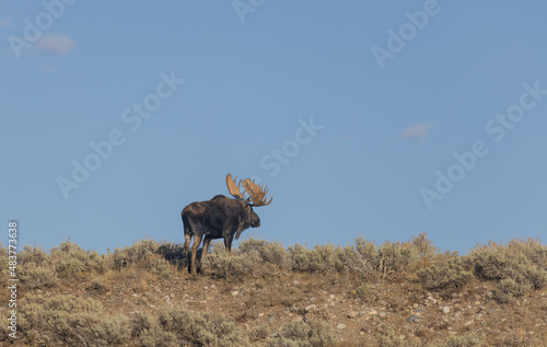 Bull Shiras Moose in Autumn in Wyoming © natureguy