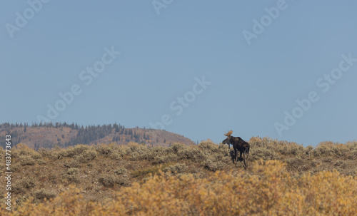 Bull Shiras Moose in Autumn in Wyoming © natureguy