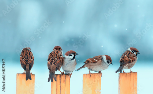 flock of small funny birds sparrows sitting on the fence in winter garden in ...