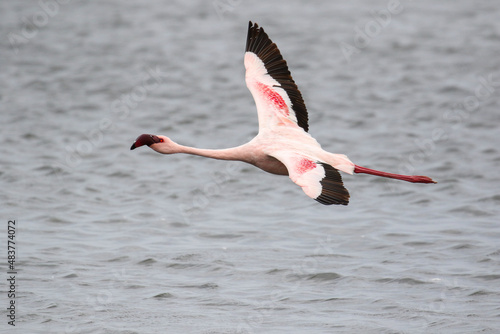 Lesser Flamingo in flight, Walvis Bay, Namibia