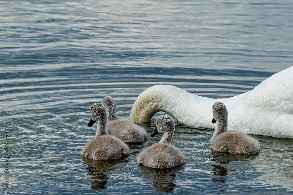 Fototapeta premium Mute swan (Cygnus olor) bird family with cygnets swimming together in the Baltic sea