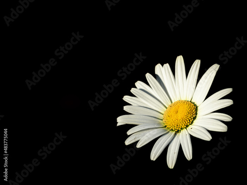 Abstract White Daisy Flower on black background.  soft focus