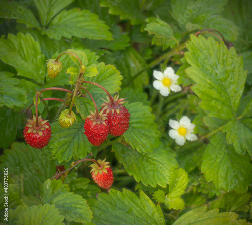 Ripe and blooming wild strawberrie
