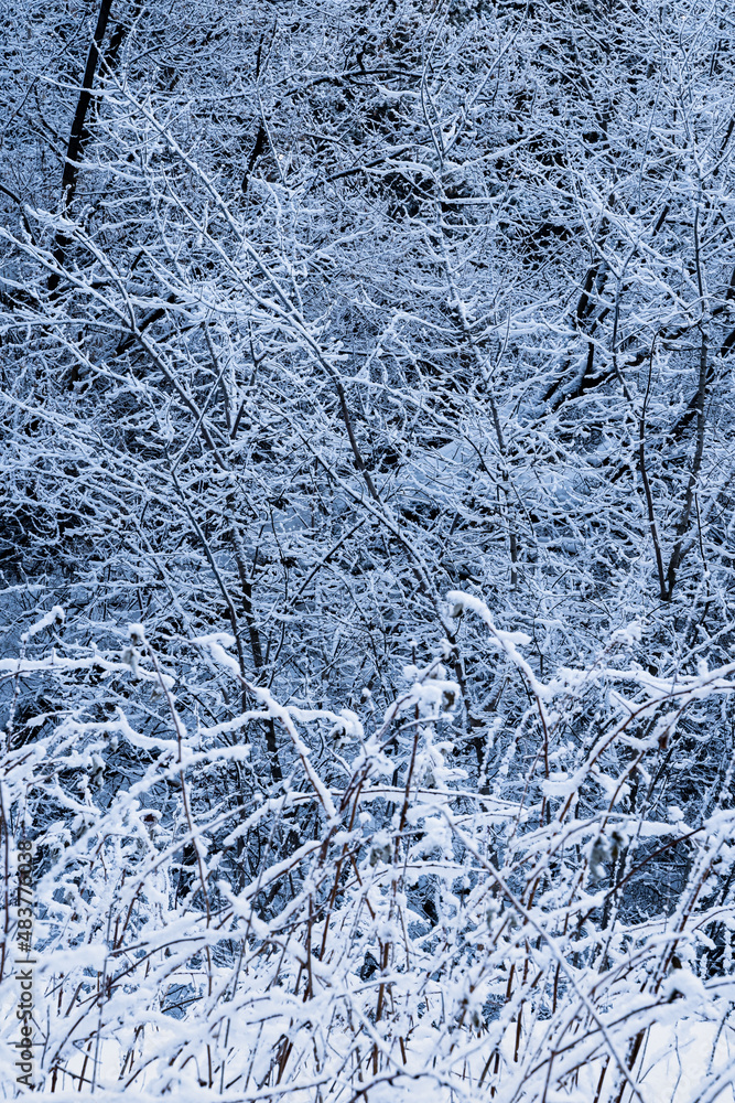Winter forest landscape. The sun shines through the snow-covered trees. Winter forest landscape. The sun shines through the snow-covered trees.