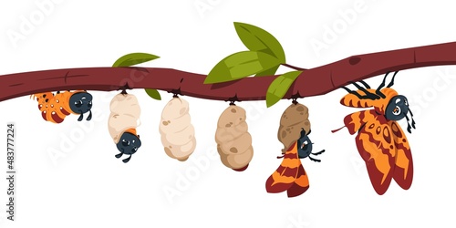 Butterfly metamorphosis. Caterpillar development stages. Larva and cocoon on branch. Insect evolution. Animal transformation steps. Moth life cycle. Pupa changing. Vector illustration