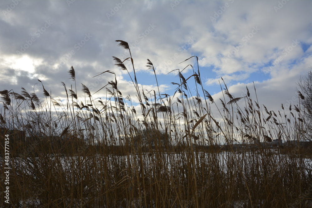Obraz premium Reeds against the blue sky .river reeds against the blue sky