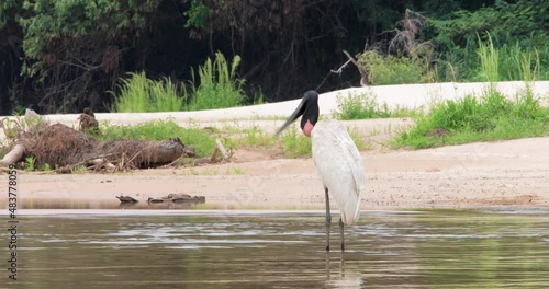 Close up of Jabiru bird standing in a river, Pantanal, Brazil. photo