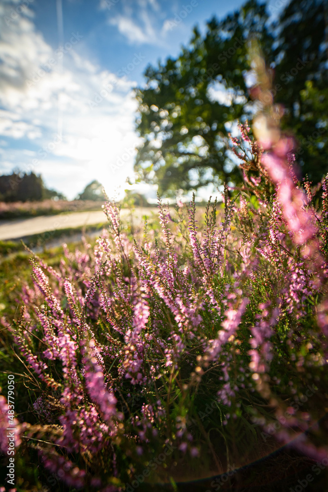heath landscape in summerwith sunshine heath landscape in summerwith sunshine