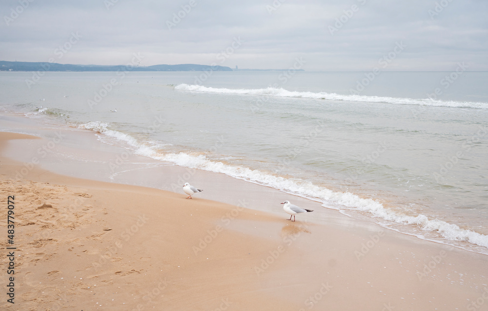Seagulls walk along the shore of the winter Baltic Sea Seagulls walk along the shore of the winter Baltic Sea
