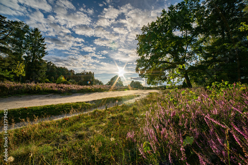 heath landscape in summerwith sunshine photo