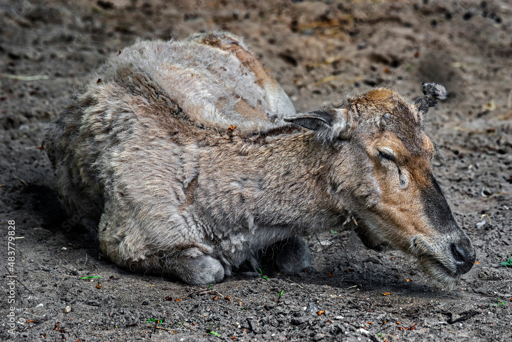 Pere David`s deer female. Latin name - Elaphurus davidianus. These animals are exterminated in the wildlife, live only in zoos Pere David`s deer female. Latin name - Elaphurus davidianus. These animals are exterminated in the wildlife, live only in zoos