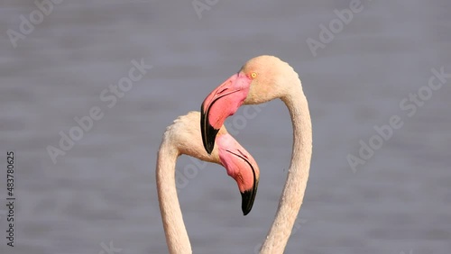 Detail of heads of Greater flamingo (Phoenicopterus roseus) running to start the flight in the Marismas del Odiel Natural Park, Huelva, Spain photo