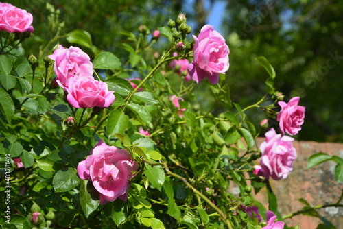 Close-Up Of Pink Roses.Bush of pink roses  summertime floral background