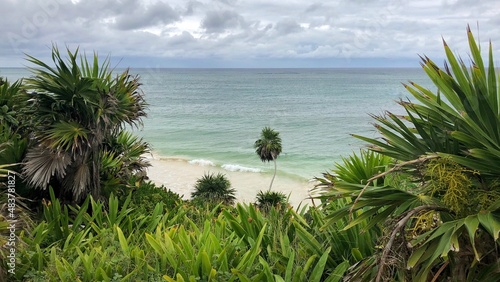 trees on the beach