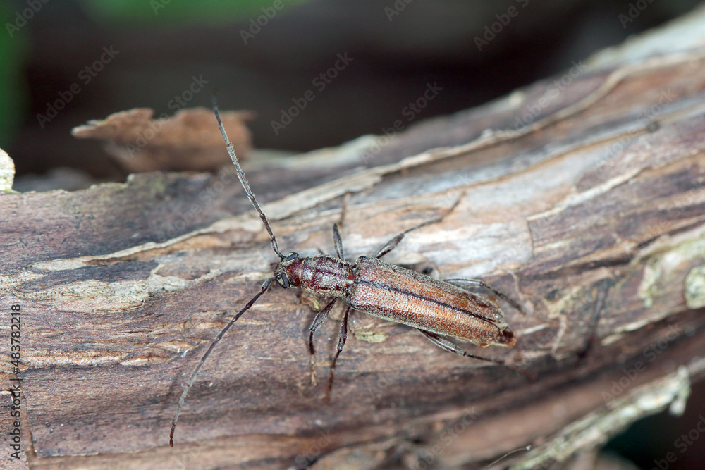 Long-whiskered beetles (Cerambycidae), brown, with a soft, full body on the hind wings Long-whiskered beetles (Cerambycidae), brown, with a soft, full body on the hind wings
