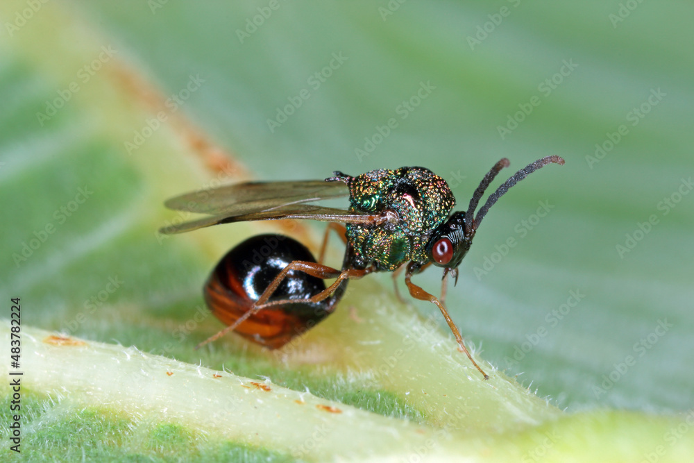 Naklejka premium Parasitic Hymenoptera of the family Eucharitidae - Stilbula cyniformis. The larvae of this wasp parasitize ants.