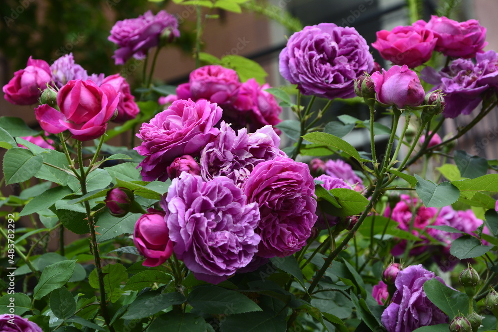 Close-Up Of Pink Roses.Bush of pink roses, summertime floral background Close-Up Of Pink Roses.Bush of pink roses, summertime floral background