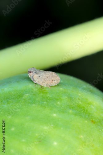 Small insect a member of Issid Planthoppers belongs to the family Issidae, crawling on the fig fruit. photo