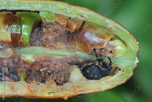 Iris weevil (Mononychus vulpeculus) in damaged iris seeds. photo