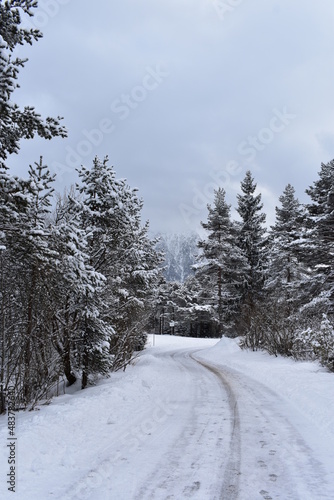 Alpen-Winter-Wald