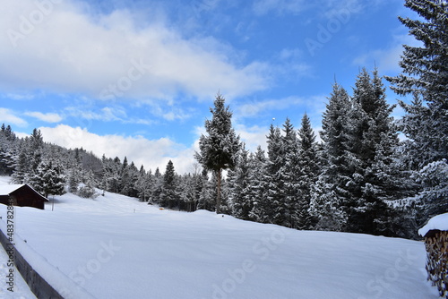 Alpen-Winter-Wald