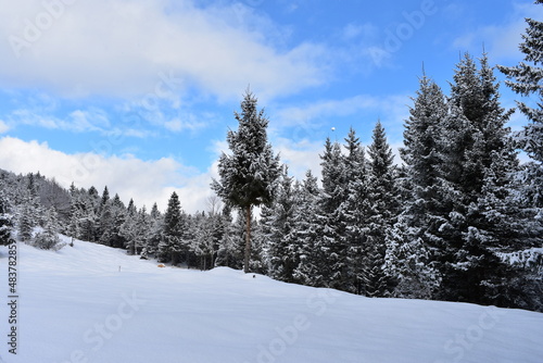 Alpen-Winter-Wald