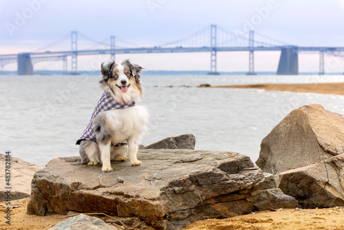 smiling dog at beach with chesapeake bay bridge in background photo