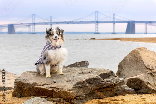 Φωτογραφία smiling dog at beach with chesapeake bay bridge in background