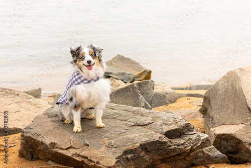 Fototapeta Naklejka Na Ścianę i Meble -  happy dog on rock jetty at beach