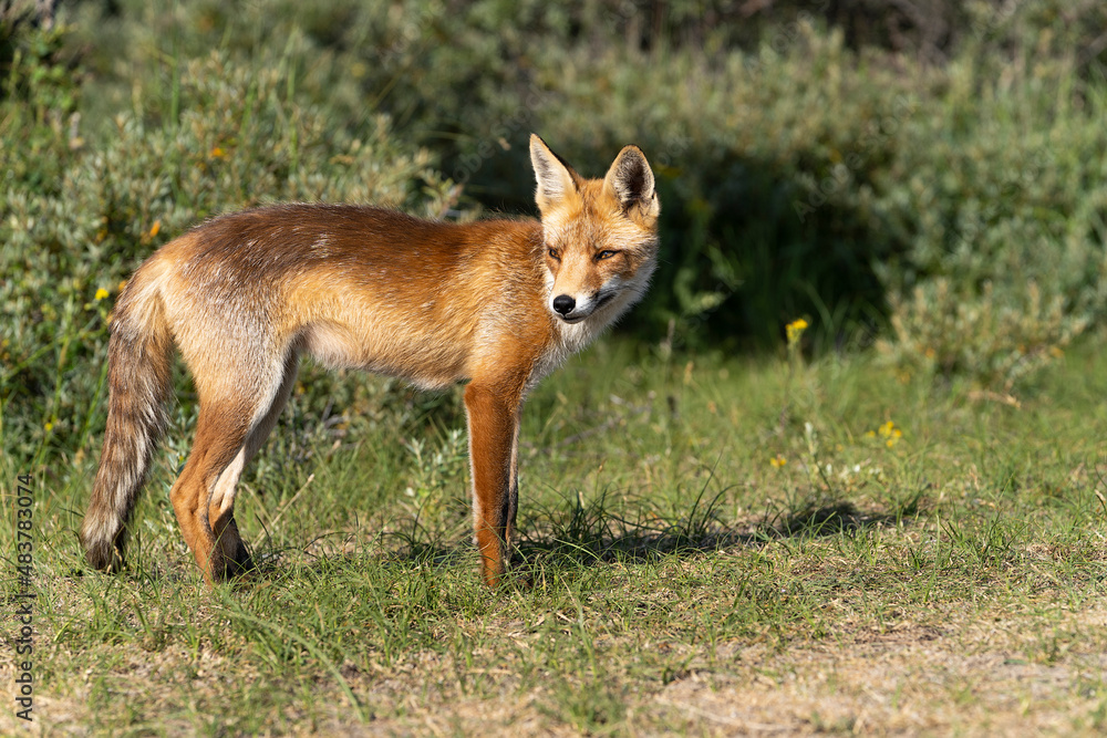 Young Red Fox, the largest of the true foxes, standing in a dune area near Amsterdam