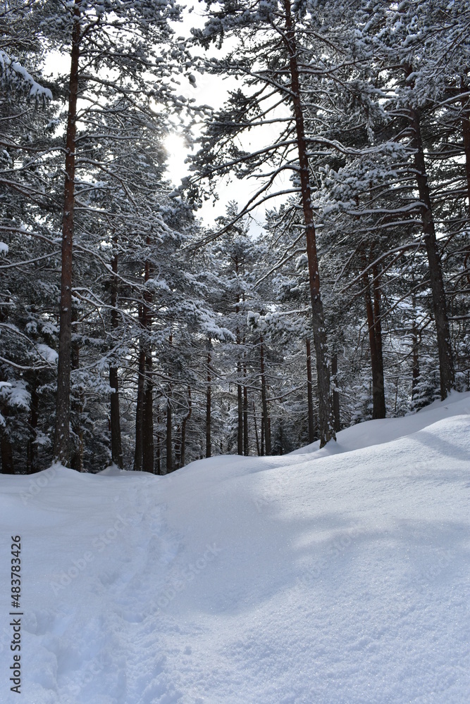Obraz premium Alpen-Wälder-Winter