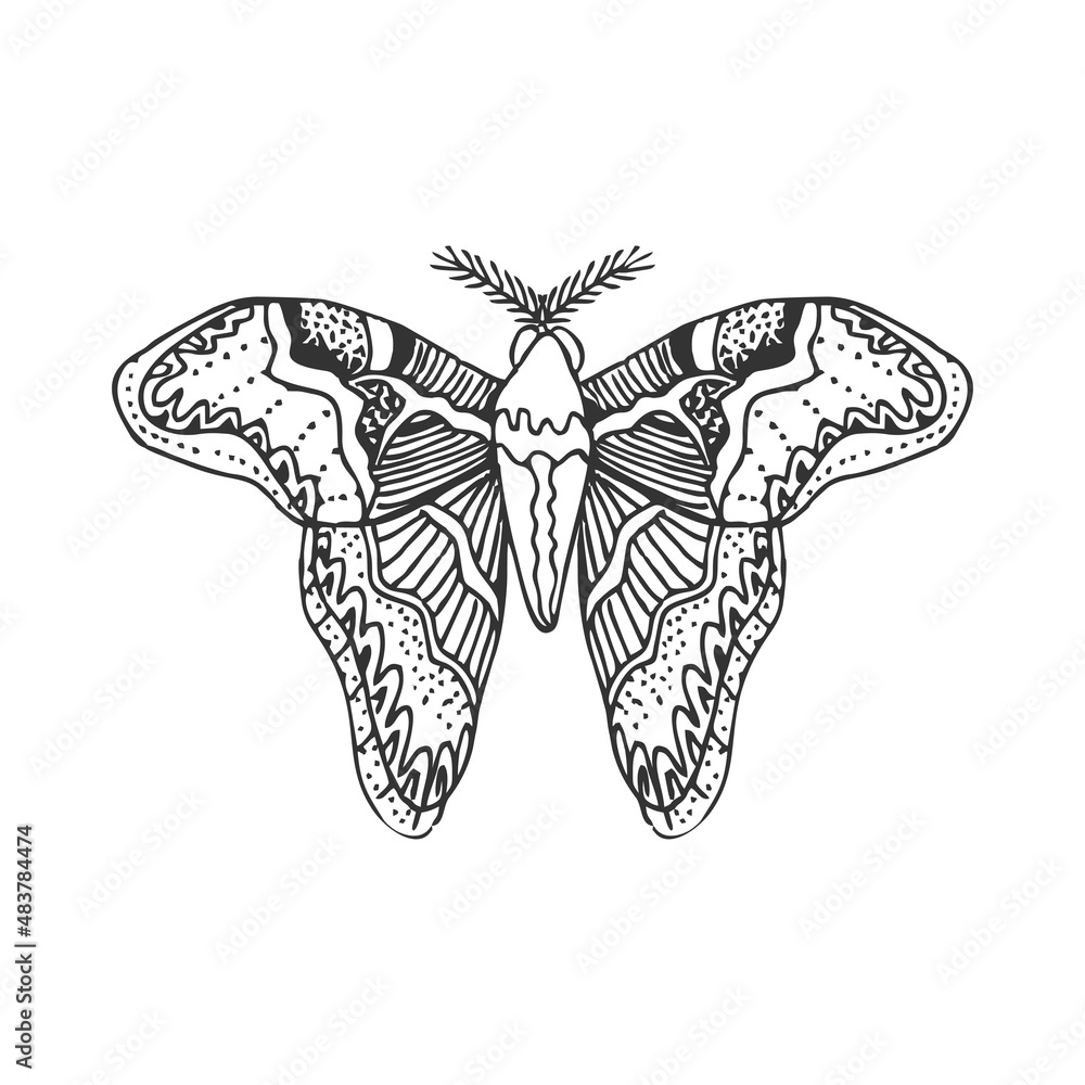 hand drawn butterfly hand drawn butterfly