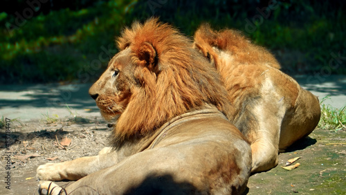 Males of wild African lions in the wild with a large mane lie on the ground during the day under the rays