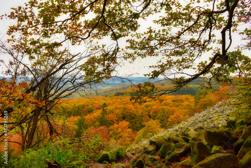 Fototapeta Naklejka Na Ścianę i Meble -  Wälder, Herbst