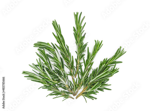 Rosemary leaves isolated on white background. Top view