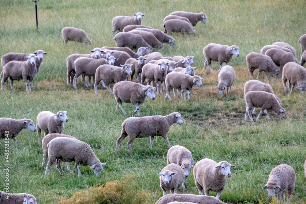 Sheep in a green meadow on a farm